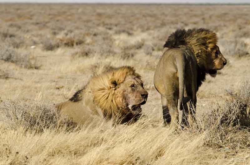 34 - Namibia - leones comiendo - parque nacional de Etosha